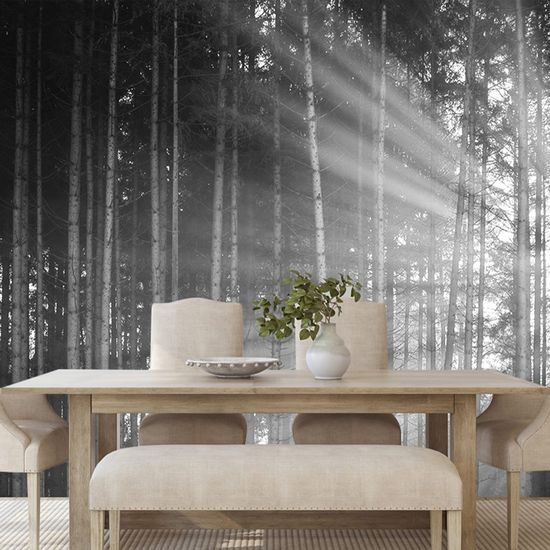 Nádherná černobílá fototapeta paprsky slunce mezi stromy