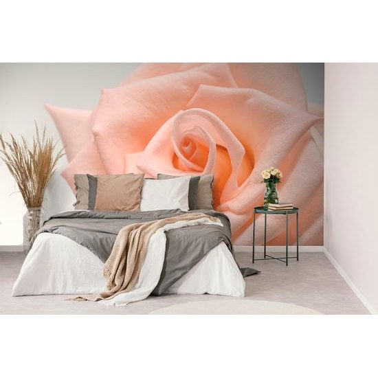 Okouzlující fototapeta broskvově zbarvená růže