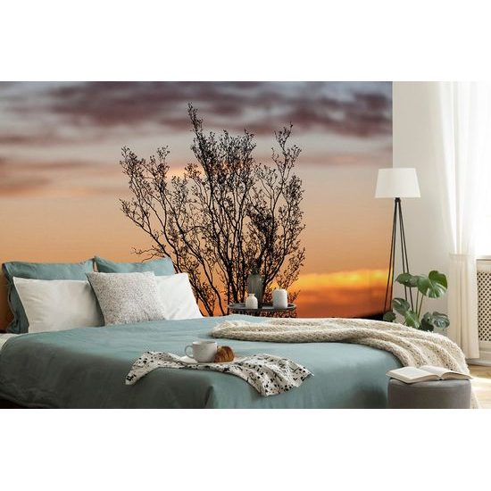 Fototapeta keř při západu slunce