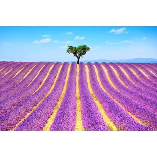 Originální samolepící fototapeta levandulové pole se stromem