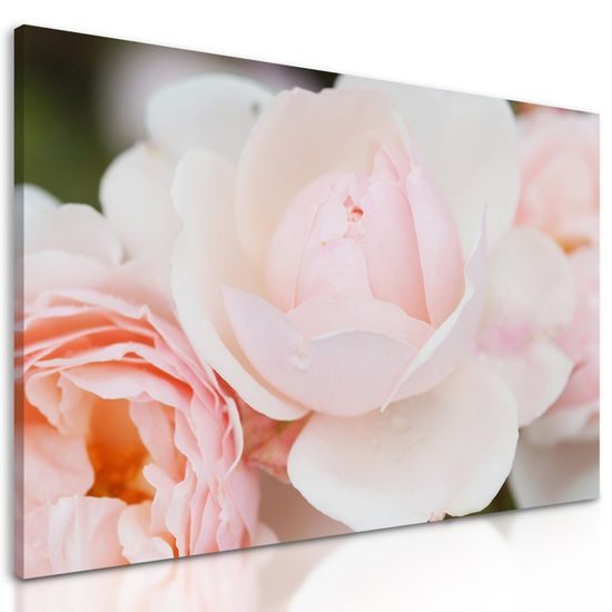 Obraz půvabné růže