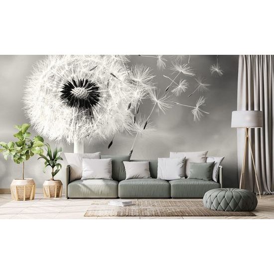 Samolepící fototapeta černobílý dotek pampelišky s větrem