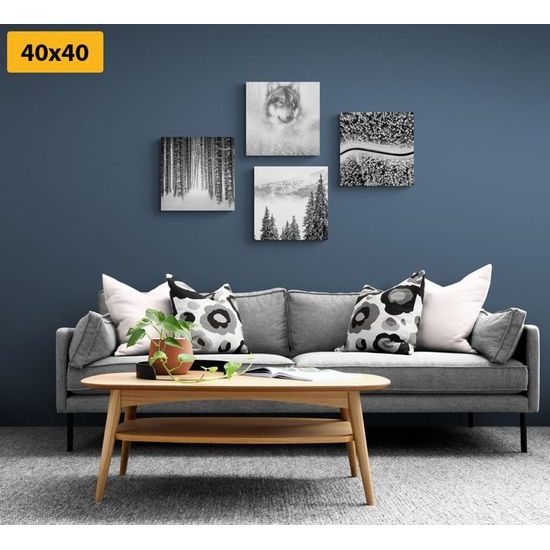 Set obrazů vlk v hlubokém lese v černobílém provedení