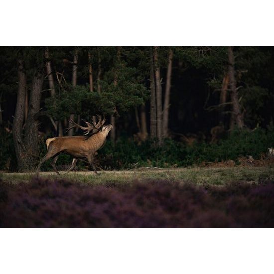 Samolepící fototapeta ručící jelen