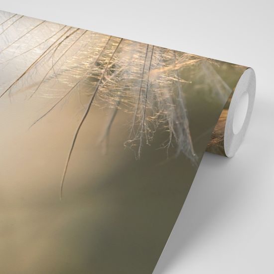 Fototapeta detail pampelišky v záři ranních paprsků