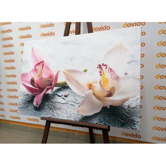 Obraz nádherné květiny orchideje