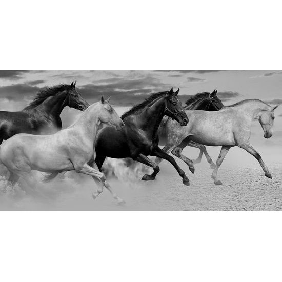 Obraz cválající koně v černobílém provedení