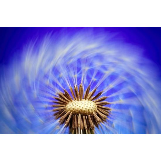 Samolepící tapeta neobyčejná pampeliška s fialovým pozadím