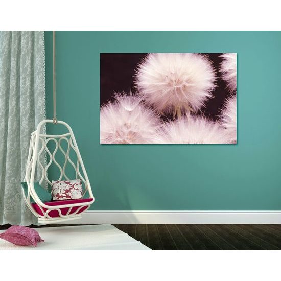 Obraz pampeliška v rozkvětu