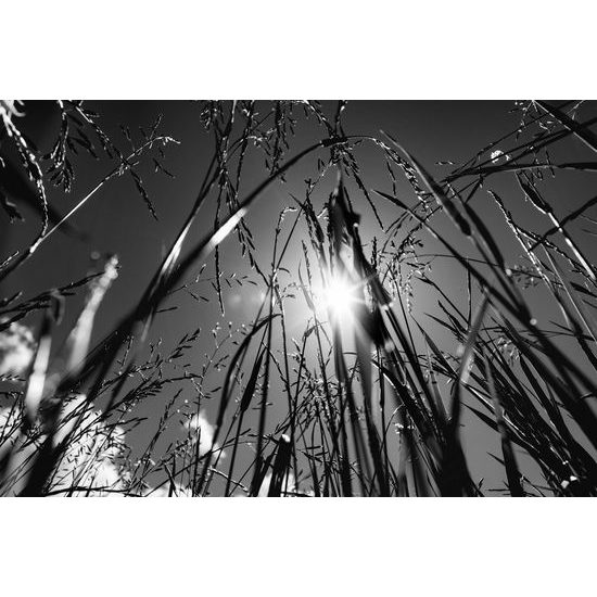 Obraz umělecká louka v černobílém provedení