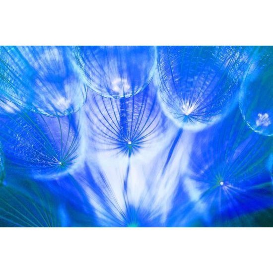 Zajímavá fototapeta modrá pampeliška