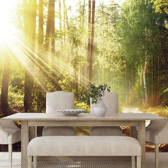 Fototapeta paprsky slunce mezi stromy
