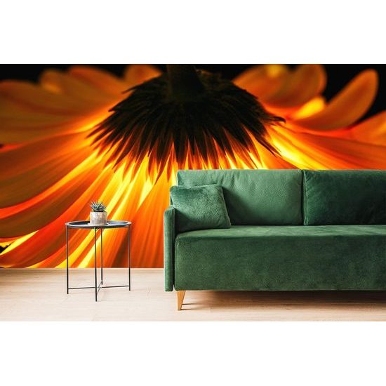 Neobyčejná fototapeta zářivá gerbera