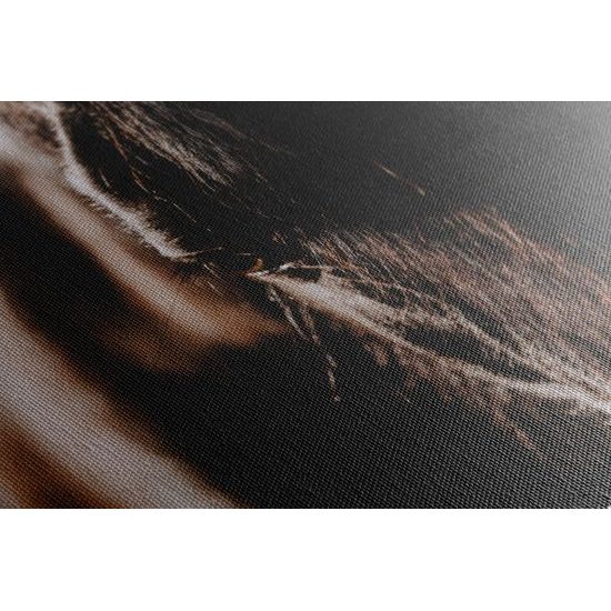 Obraz vznešený kůň