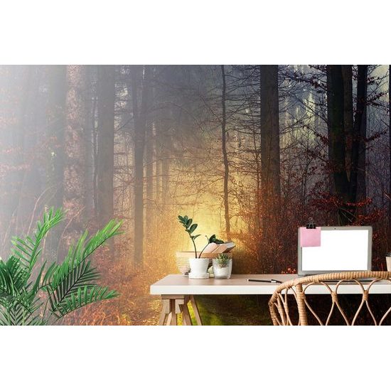 Samolepící fototapeta tajemný podzimní les