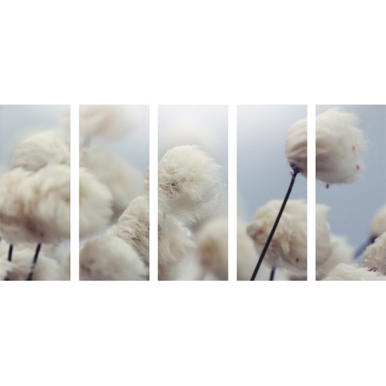5-dílný obraz květiny bavlníku ve větru