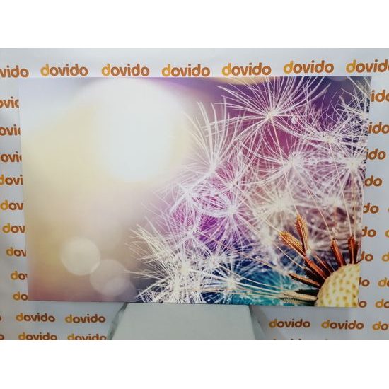 Obraz krása rozkvetlé pampelišky