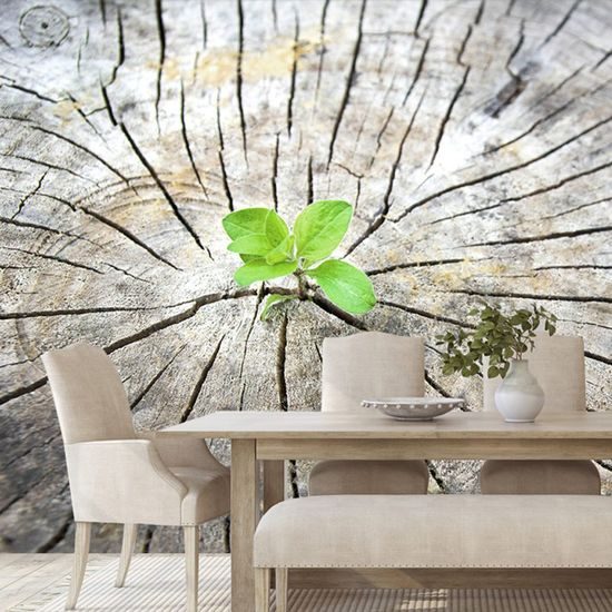 Samolepící fototapeta zrození zelené rostliny