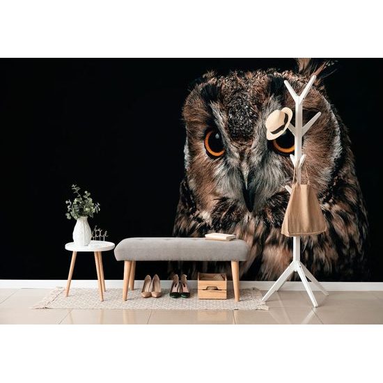 Samolepící fototapeta osamělá sova