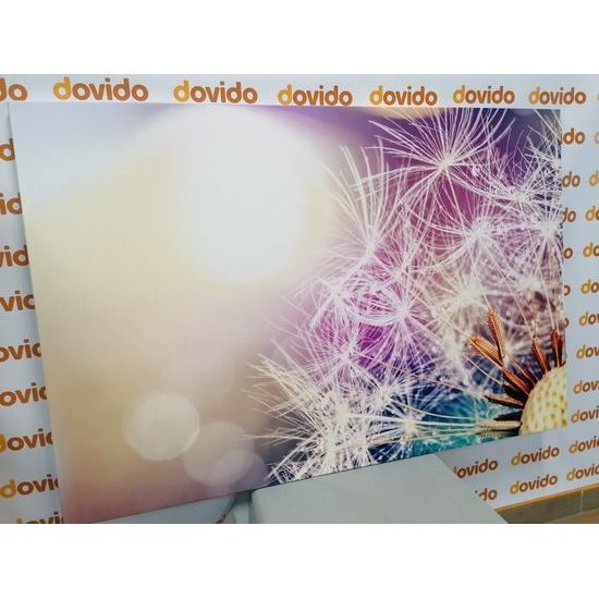 Obraz krása rozkvetlé pampelišky