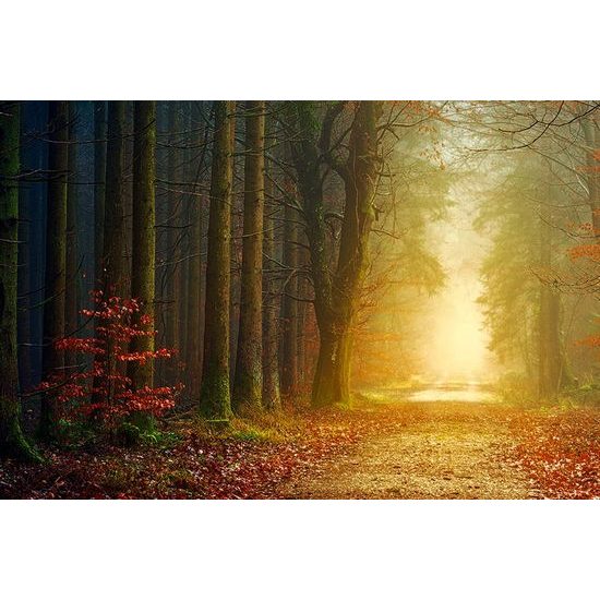 Samolepící fototapeta cesta lesem