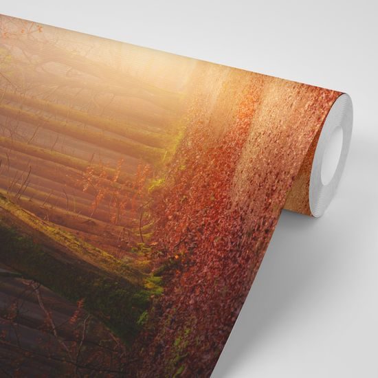 Fototapeta magická lesní cesta