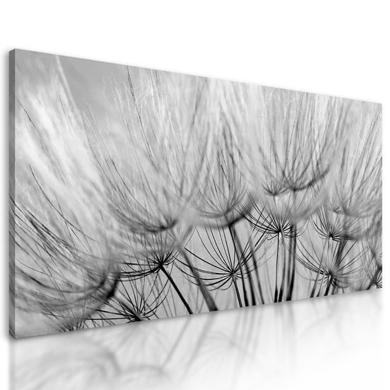 Obraz přesný detail pampelišky v černobílém provedení