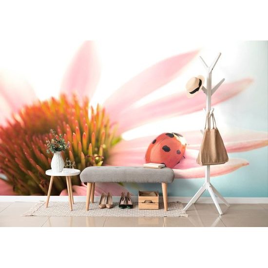 Originální fototapeta beruška na lupení echinacei