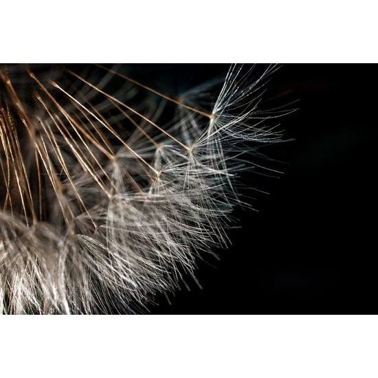 Tapeta detail semínek pampelišky