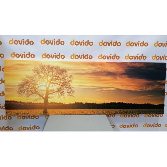 Obraz slunce zapadající za les