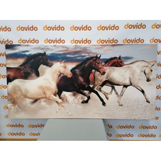 Obraz cválající koně