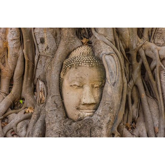 Fototapeta Buddha v kořenech fíkovníku