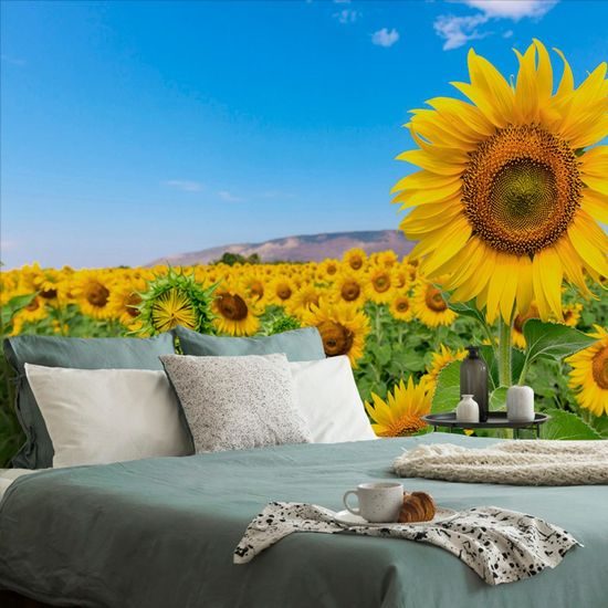 Nádherná samolepící fototapeta slunečnicové pole
