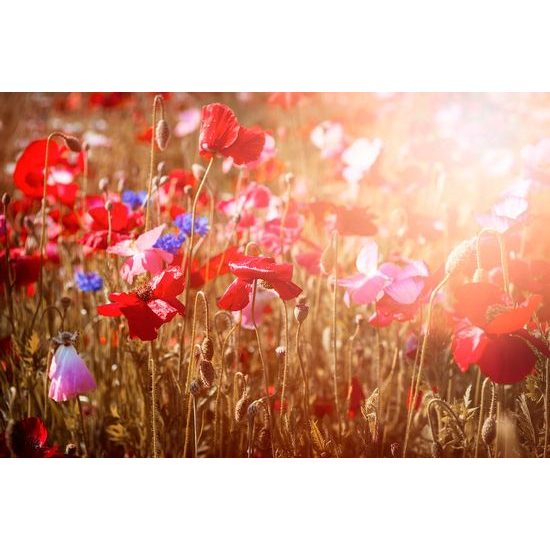 Fototapeta vlčí mák v paprscích slunce