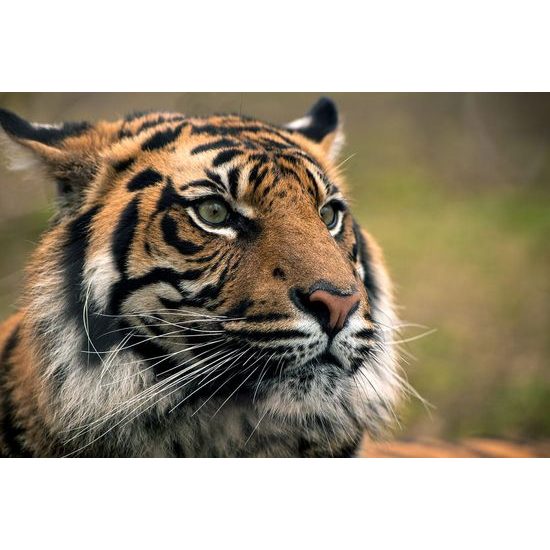 Samolepící fototapeta soustředěný pohled tygra