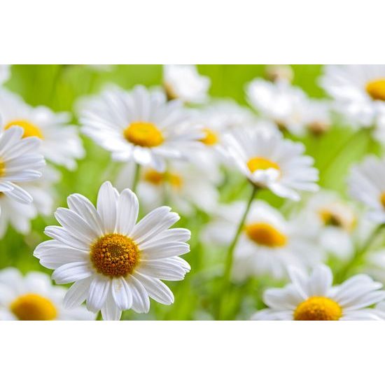 Obraz překrásné sedmikrásky