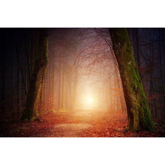 Fototapeta magická lesní cesta