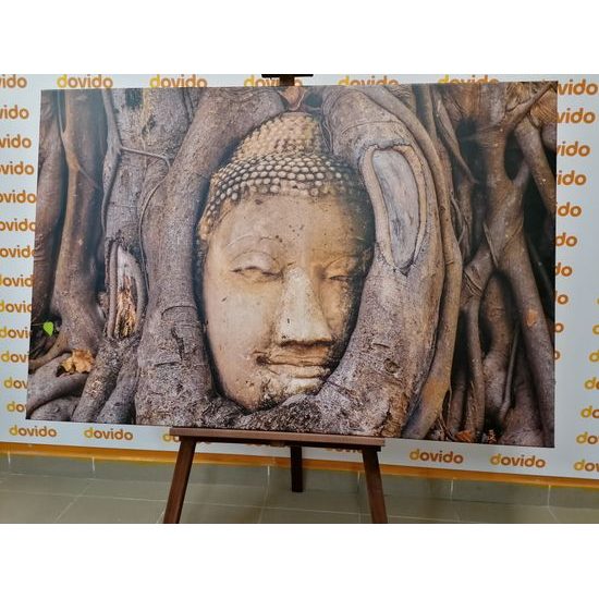 Obraz Buddha obrostlý stromem