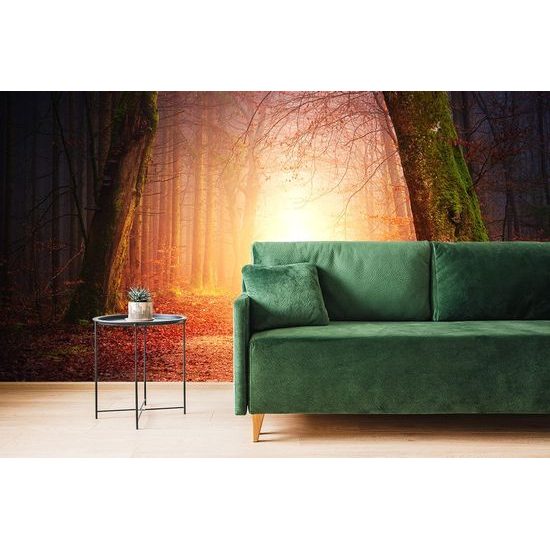 Fototapeta magická lesní cesta