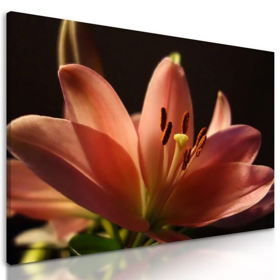Obraz dechberoucí růžová lilie
