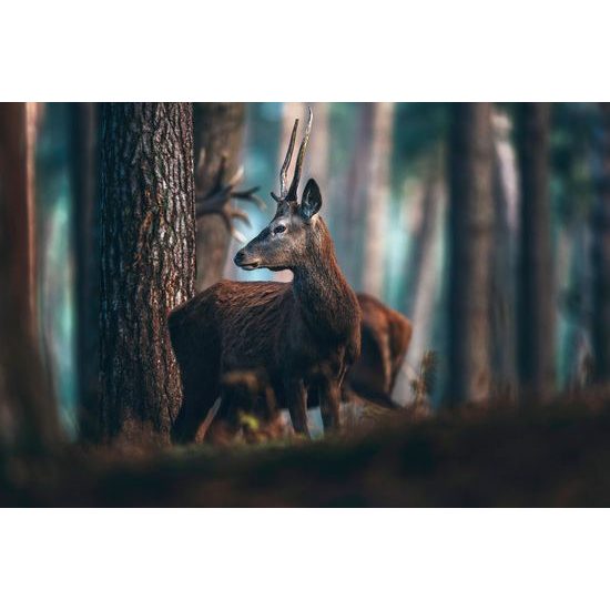 Obraz mladý jelen uprostřed lesa