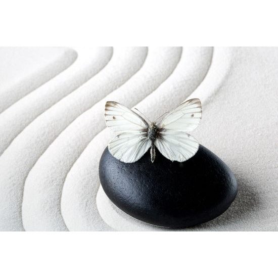 Obraz harmonie motýla s černým kamenem