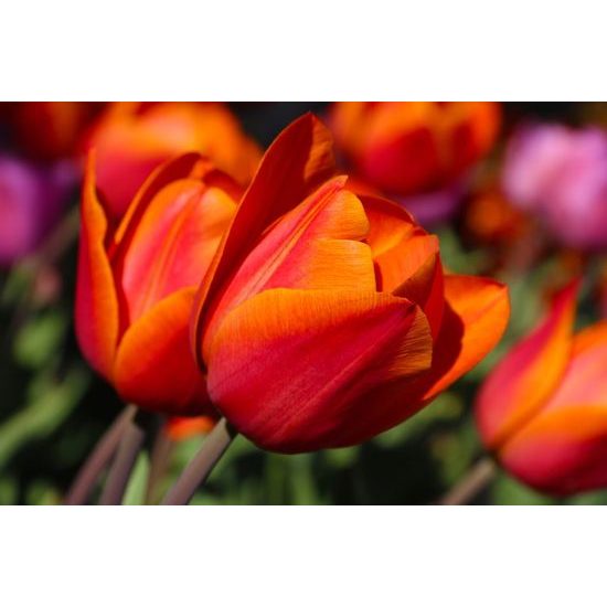 Nádherná samolepící tapeta červené tulipány