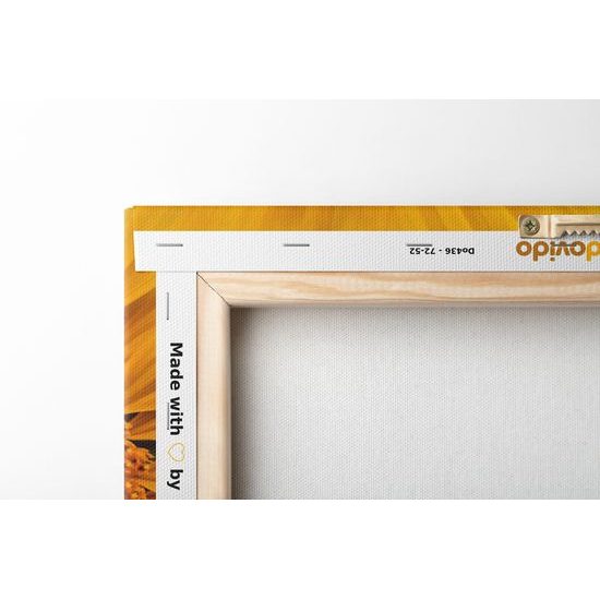 Obraz detail slunečnice