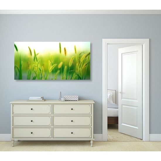 Obraz louka v létě