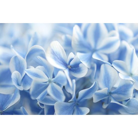 Originální samolepící fototapeta modré květy hortenzie