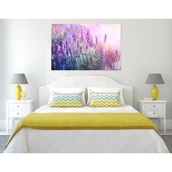 Obraz romantická levandule
