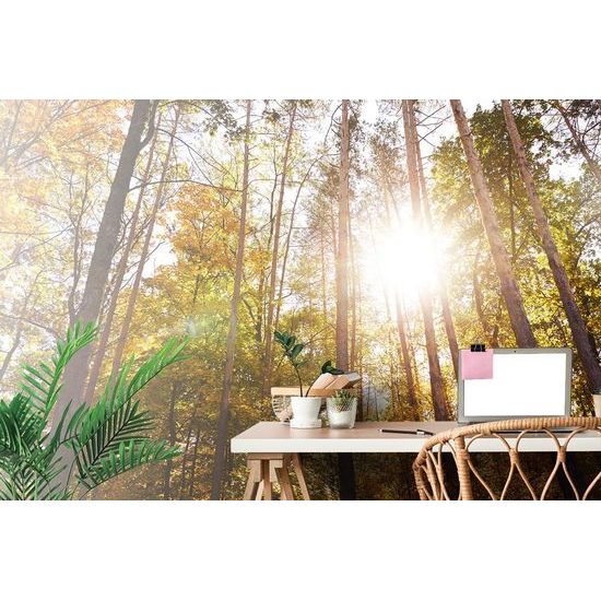 Samolepící fototapeta podzimní les