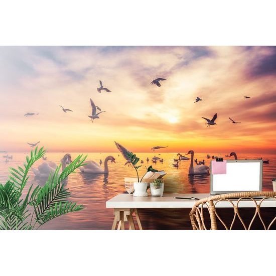 Fototapeta půvabné labutě při západu slunce