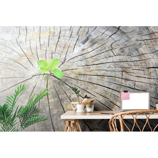 Fototapeta zrození zelené rostliny